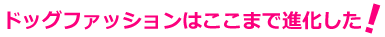ドッグファッションはここまで進化した!
